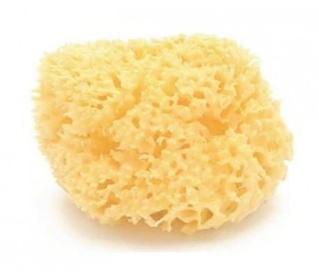 Natural Marine Sponge Natural Marine Sponge
