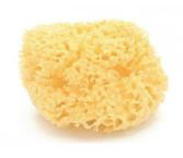 Natural Marine Sponge Natural Marine Sponge