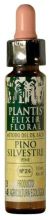 Pine Plantis Nº 24 10 ml Pine Plantis Nº 24 10 ml